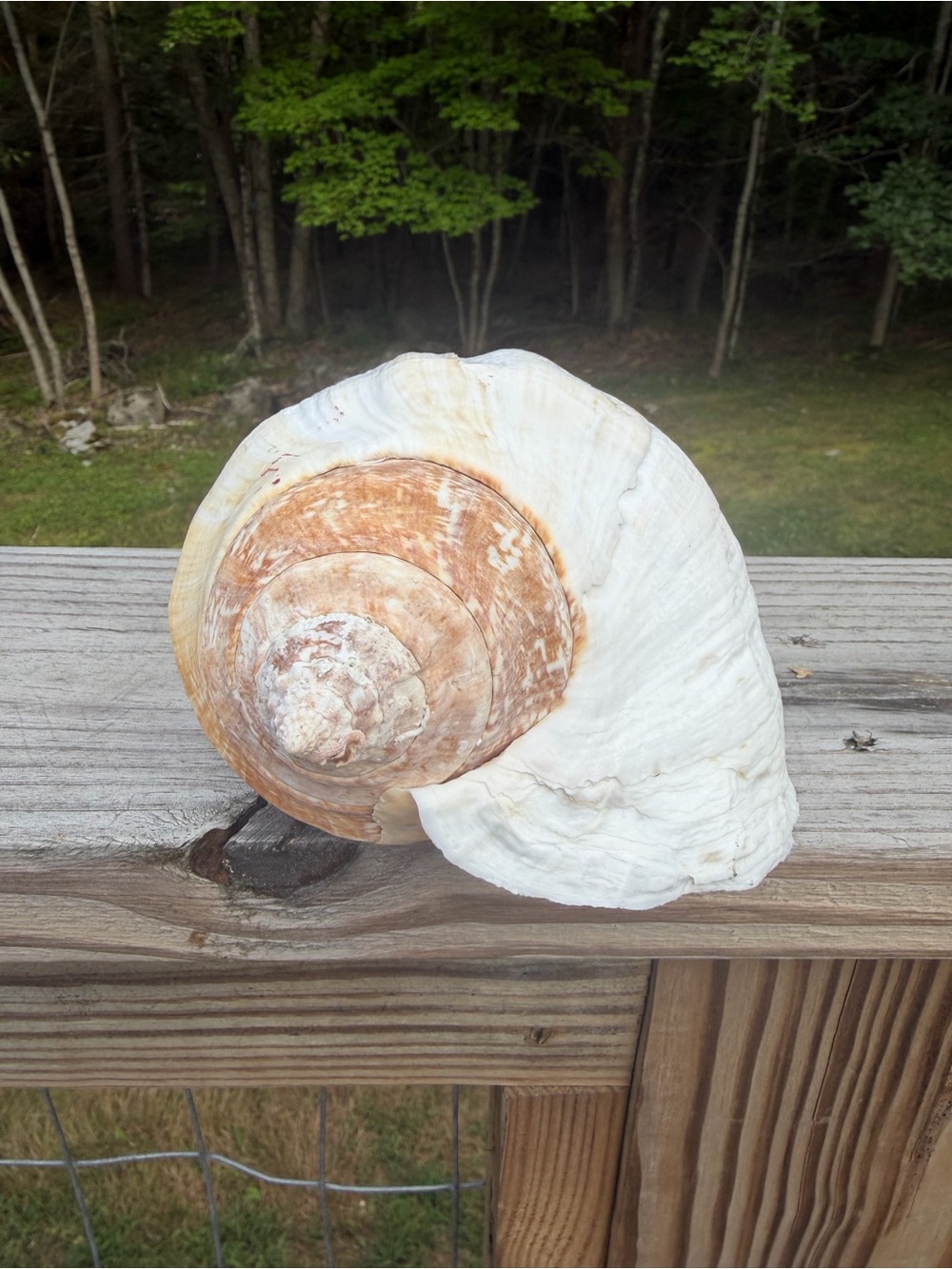 Large Pacific Conch - Picture 3 of 8